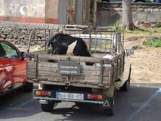 logistique dans le transport d'animaux