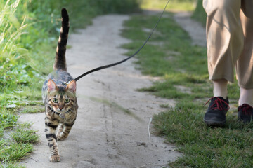 promenades avec les animaux