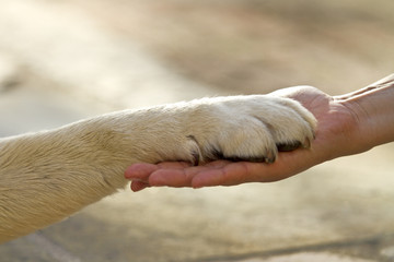 redéfinit la relation homme-animal