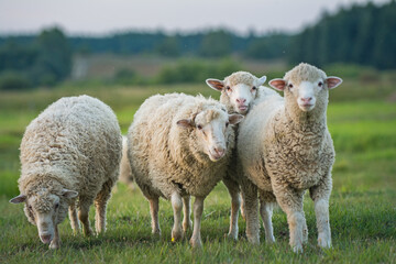 agriculture et la gastronomie