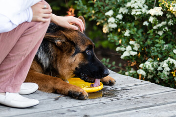 pensionnat pour chiens et chats