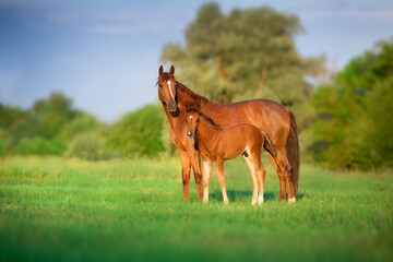 relation homme-cheval