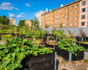 agriculture urbaine