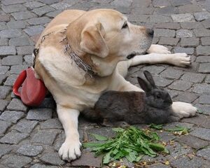 cohabitation avec d'autres animaux