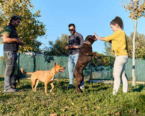 Formation pratique et théorique pour dresseurs de chiens