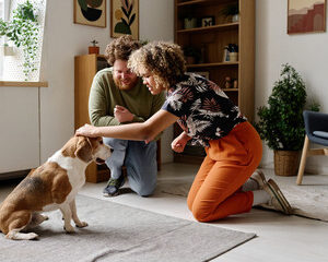  foyer des dresseurs de chiens 