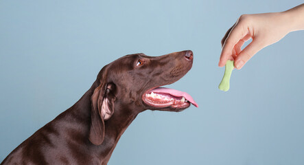 chiens bien éduqués