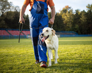 dresseurs de chiens 