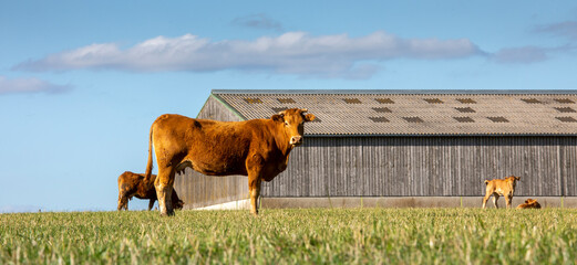 transport d'animaux de ferme