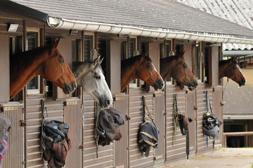 sublimer les chevaux