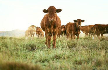 Comment devenir toiletteur-toiletteuse pour animaux de ferme : formation et parcours