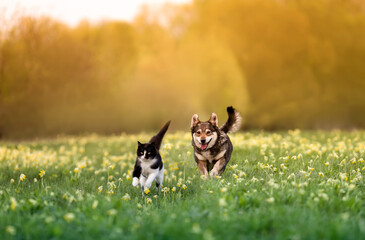 avantages d'un pensionnat pour chiens et chats