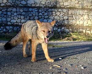 les gardiens des renards