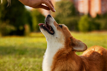 Dresseur de chiens à Paris : un métier gratifiant et enrichissant