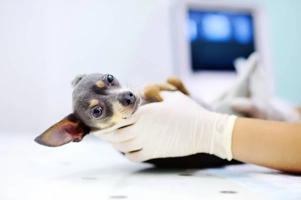 vie d'un technicien en santé animale