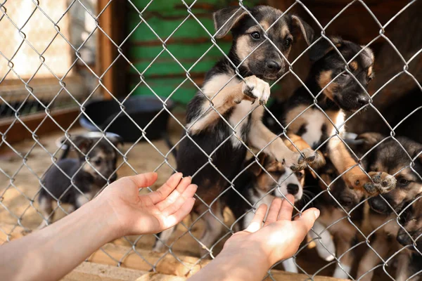 financements pour les refuges animaliers