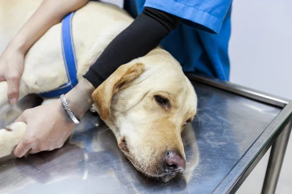 technicien en santé animale