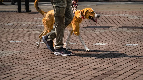 quotidienne d'un gardien d'animaux de compagnie