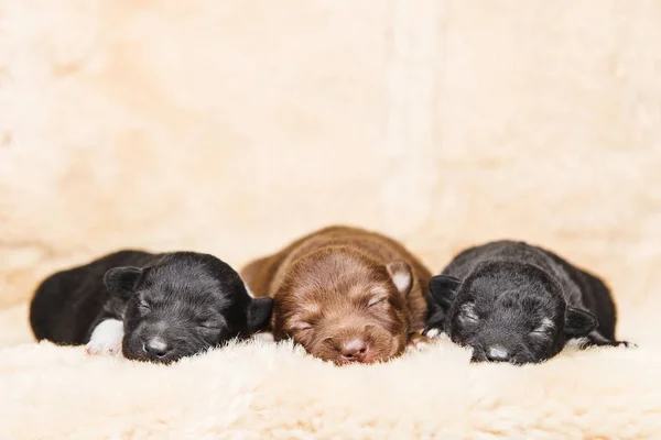 métier de pensionnat pour chiens et chats