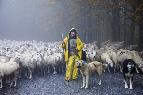 moutons dans les parcs