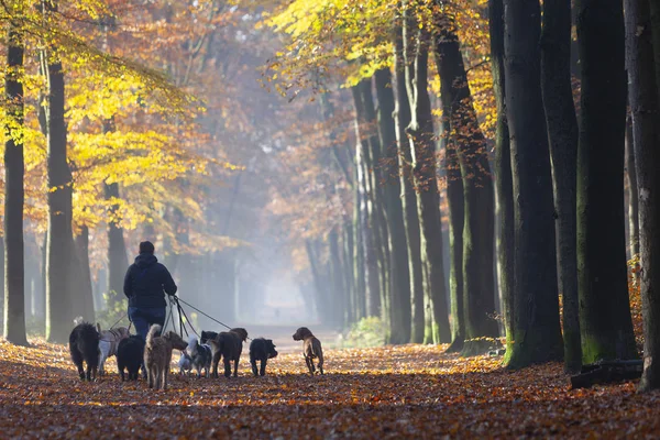 emploi de garde d'animaux de compagnie