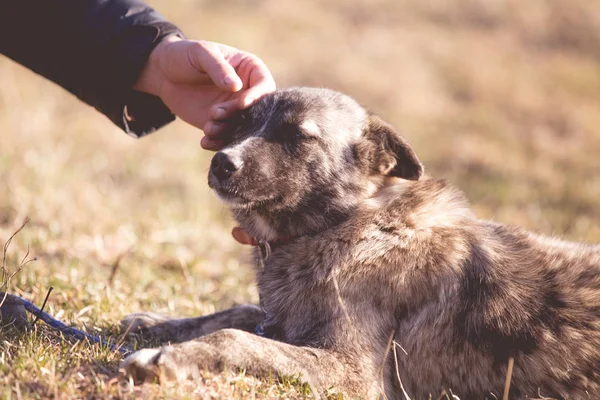 animaux maltraités