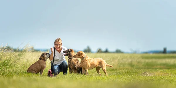 de la garde d'animaux de compagnie