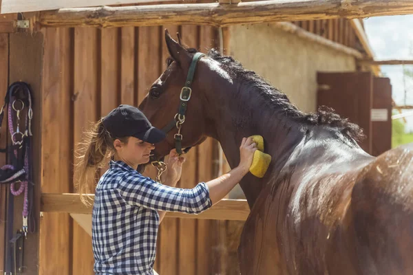 professionnel du bien-être animal