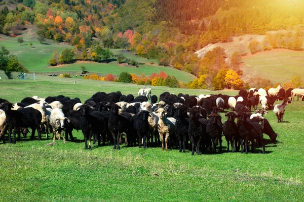 havre de paix pour les moutons