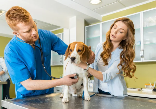 aides vétérinaires dans les refuges animaliers