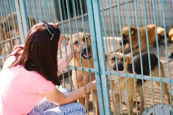 coordination entre les refuges animaliers