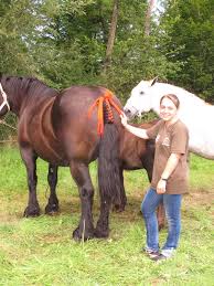 Le toilettage des chevaux