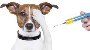 La vaccination animale 