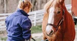 l'amour des chevaux