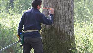 des arbres centenaires