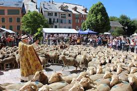 Transhumance 