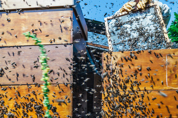 apiculture participative