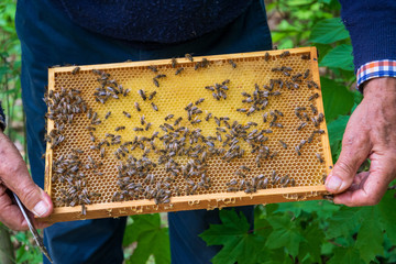 « Apiculteur parisien : Gérer les risques liés à la santé des abeilles en ville »