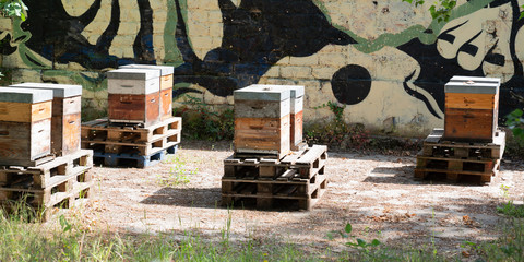 gestion des ruches