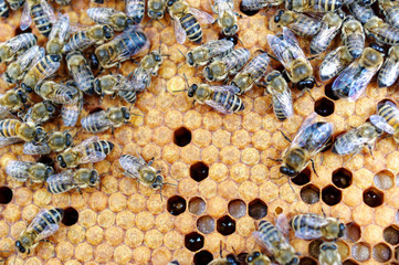 « L’apiculture et la valorisation des espaces verts publics à Paris »