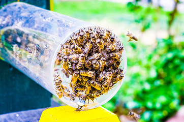 « Les enjeux de la santé des abeilles à Paris : Les apiculteurs comme sentinelles »
