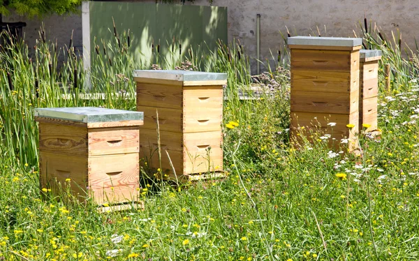 apiculteurs urbains