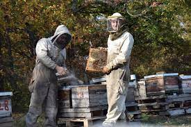 Témoignages d'apiculteurs